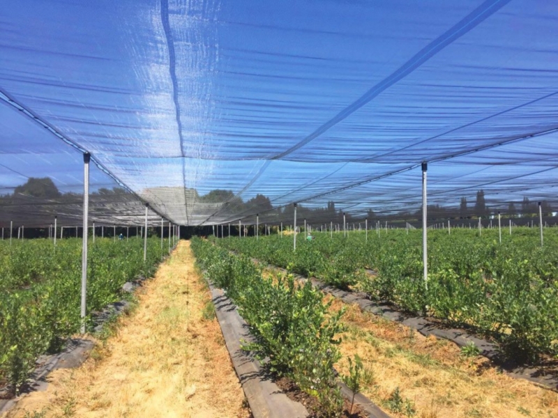 Best anti-hail nets in Armenia, Georgia and Caucasus region