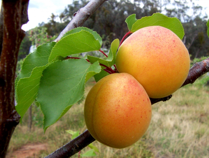 Armenian apricot